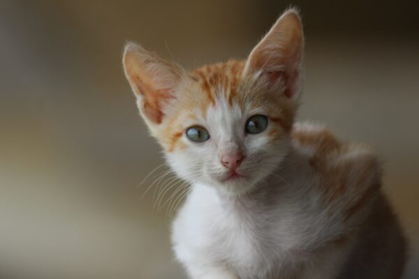 Photo Cute cat