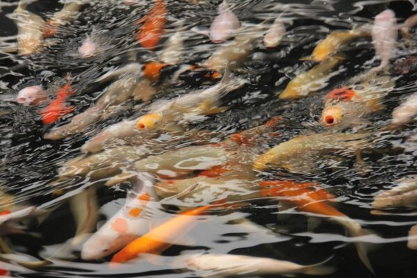 Photo Colorful fish