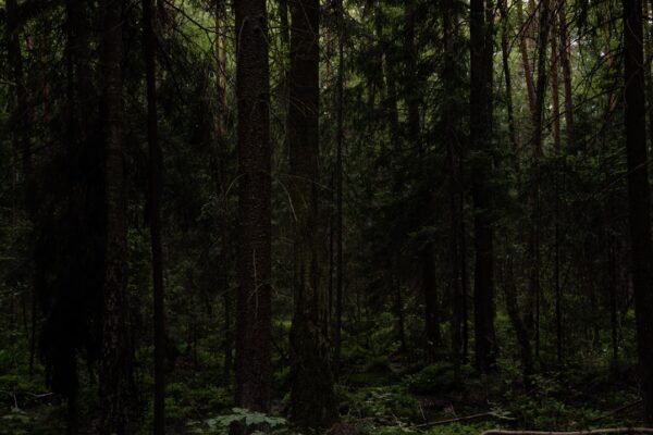 Photo Mysterious forest